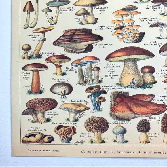 Vintage Scientific Champignons (Mushrooms) Print 8x10 - Picture 5 of 5